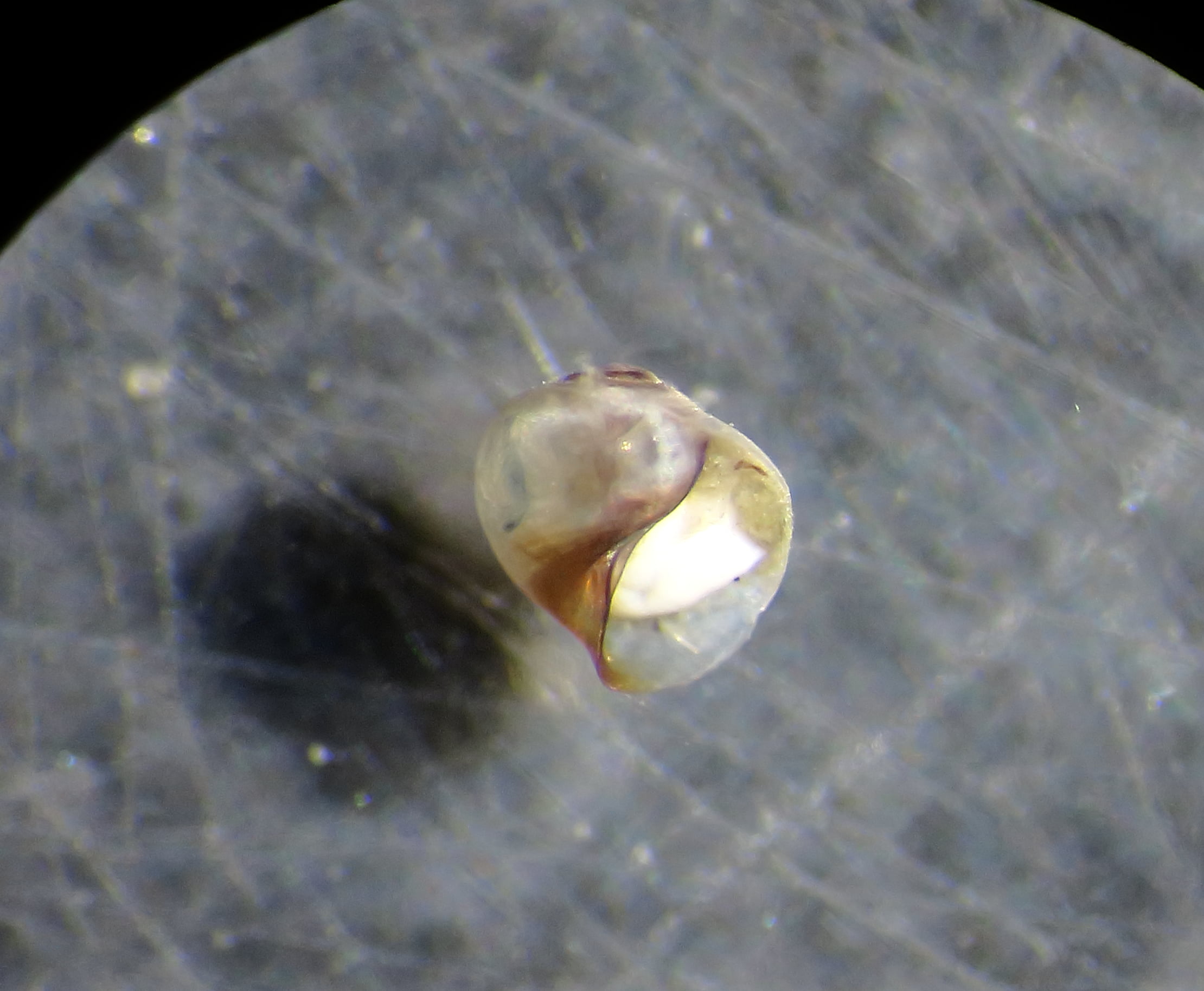 Gasteropode ID